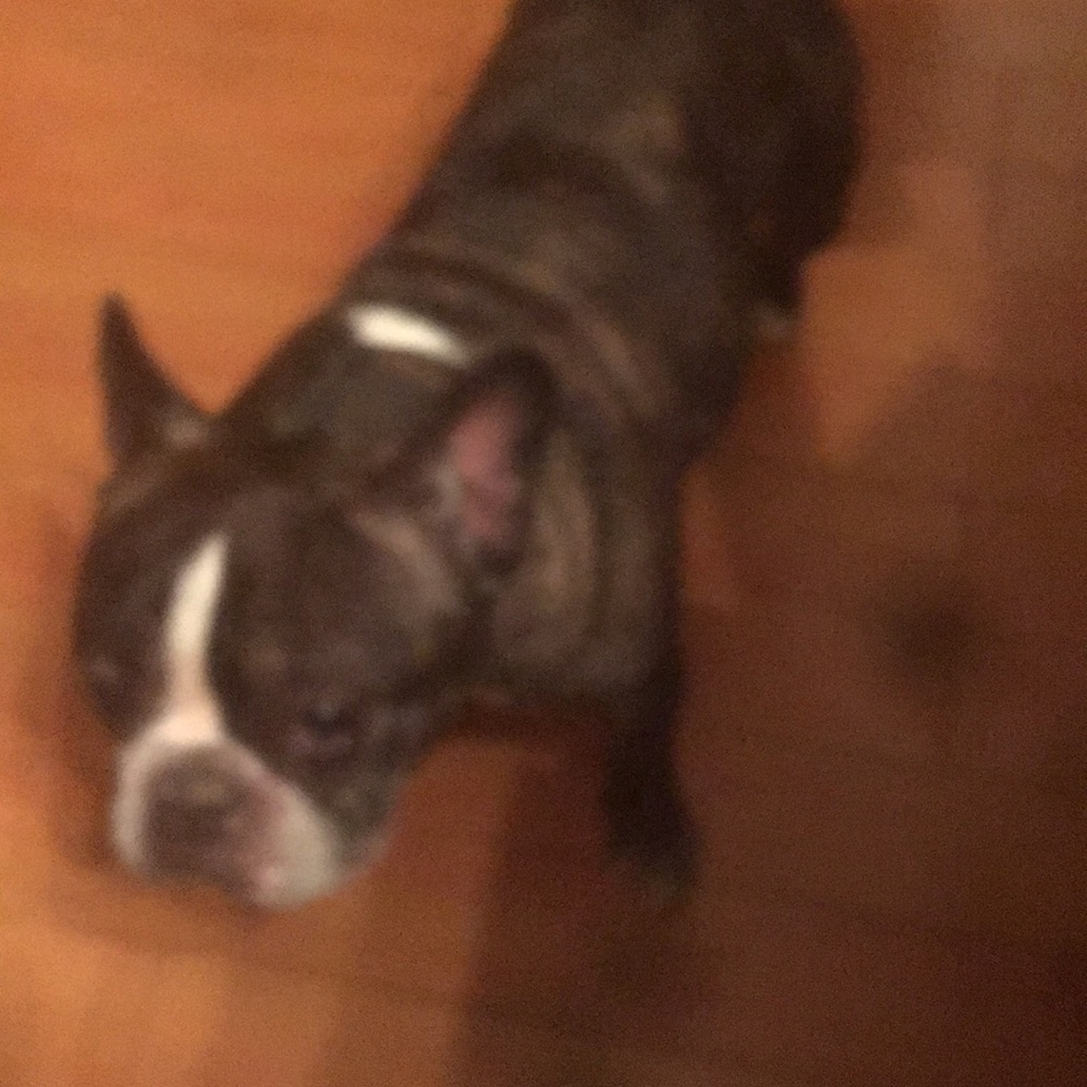 Meet your Posher, Dante